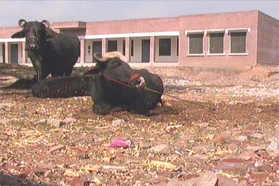 Mandi Bahuddin: school turned into fence