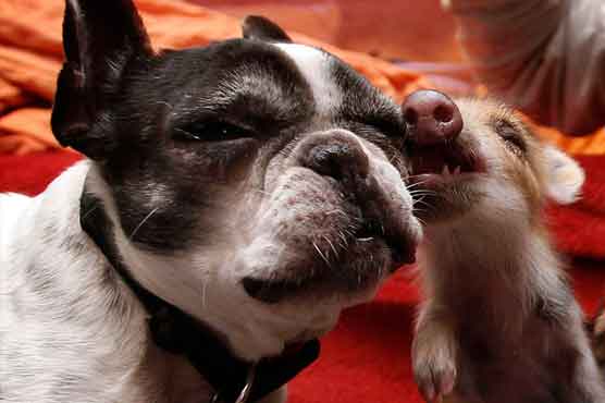 Bulldog adopts wild boar piglets in Germany