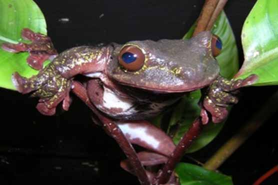 2nd last rare tree frog killed at Zoo Atlanta