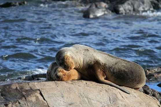Animal diseases increasingly plague the oceans