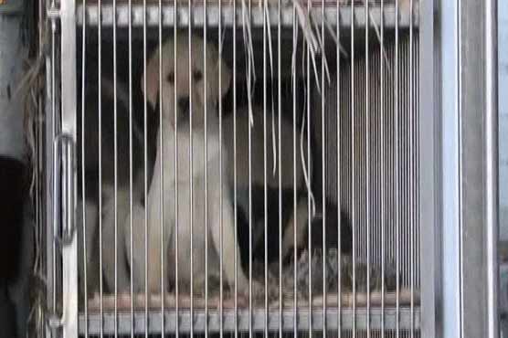 Italian police seize over 200 smuggled puppies