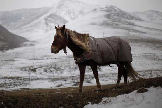Cat-sizes horses were the norm in a hotter past: study 