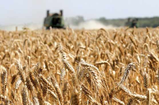 Iran, Pakistan in talks on wheat barter deal