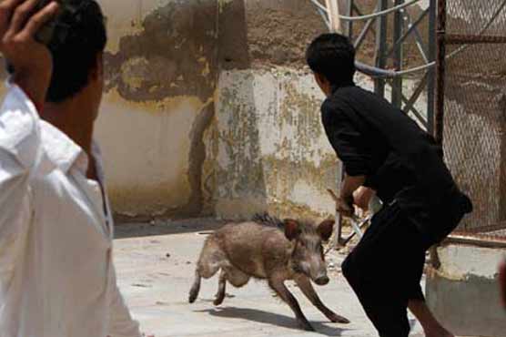 Wild boars terrorize Islamabad