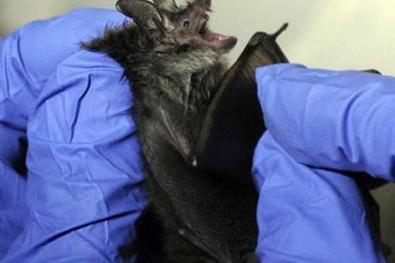 Bird flu, pig flu, now bat flu? Human risk unclear