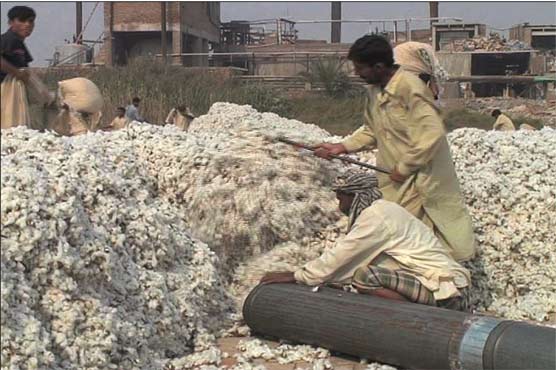 Multan: PCGA warns of stopping procurement of cotton 