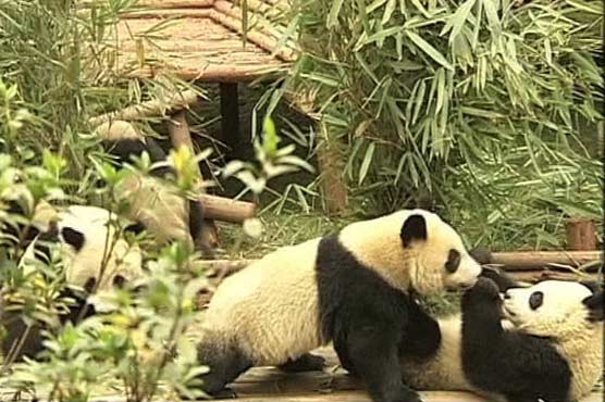 Baby pandas attract visitors in China