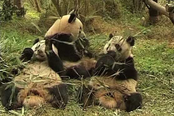 China to release six pandas into wild