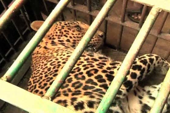 India: Stray leopard injures 3 persons