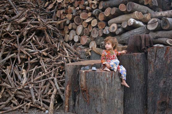  Plea for conditional lifting of ban on timber cutting