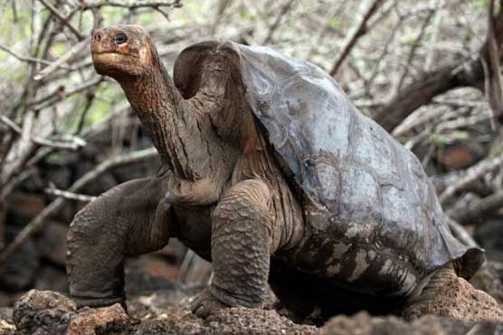 Hints that 'extents; giant tortoise live on