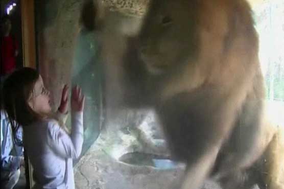 Lion takes a swipe at three-year-old girl