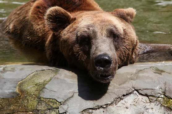 Magpies and bears mourn North Korea's Dear Leader