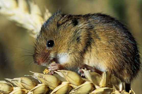 Fireworks-burned mouse headed for museum