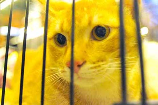 Falling cat leaves Argentine woman critically hurt