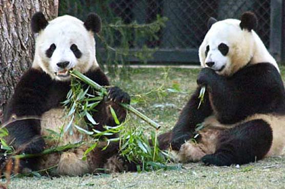 2 pandas leave China to start new life in France