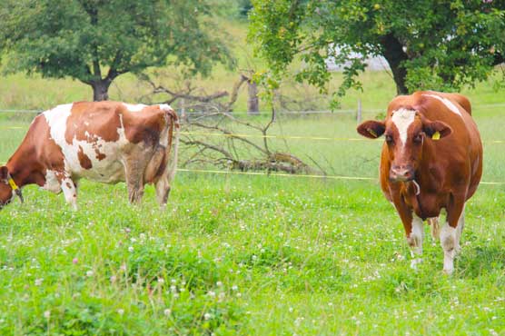 Austrian farmer crushed to death by cow