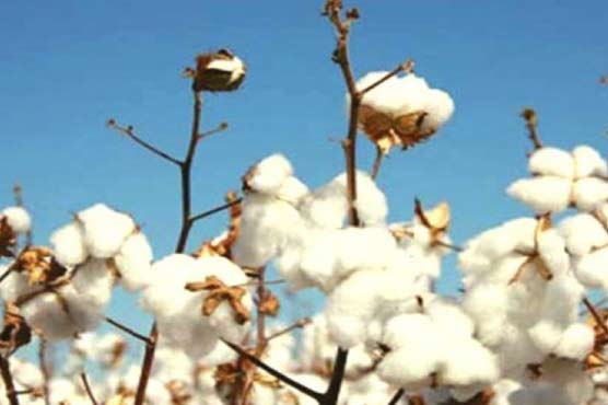 Cotton price dips in local, int'l markets