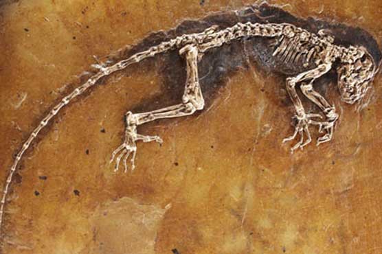 UK scientists find 'lost' Darwin fossils