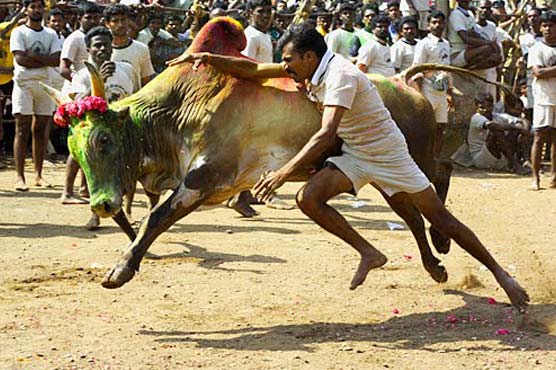 Bullfighting marks harvest festivities in south India