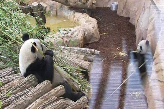 Giant pandas presented in their new home
