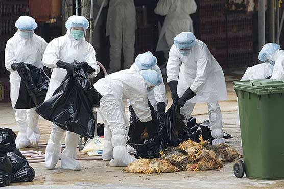 Bird flu takes another life in China