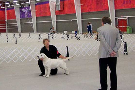 Westminster dog show to start next month in NY