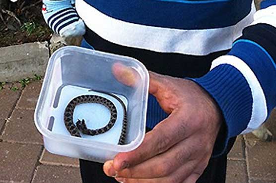 Toddler chews head off snake