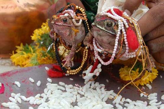 Frog weddings performed in India to appease rain gods