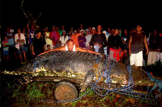Guinness says Philippine croc world's largest 