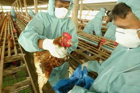China reports bird flu outbreak 