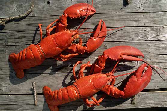 Couple byes live lobsters from restaurant frees them on seaside