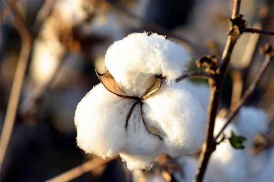 Cotton price surges by Rs 100 per 40kg