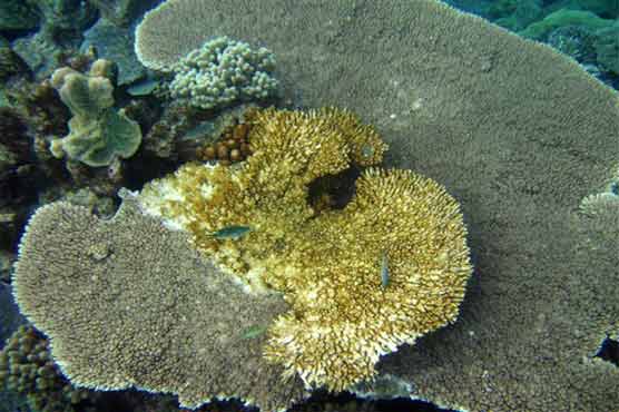 Science official: Ocean acidity major reef threat