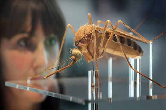 Brazil to breed GM mosquitoes to combat dengue