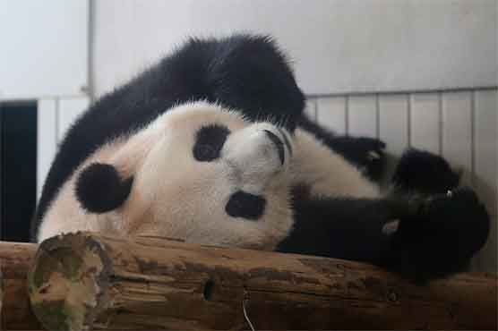 Giant panda born last week at Tokyo zoo dies