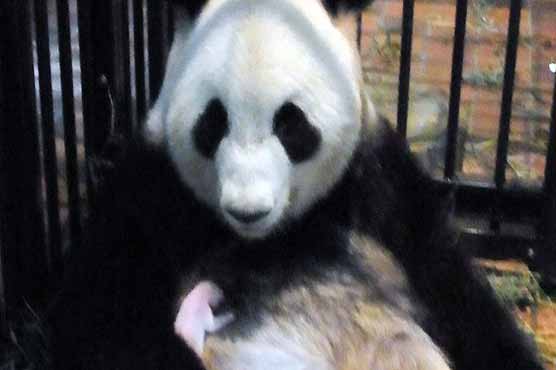  6-day-old panda dies of pneumonia at Tokyo zoo