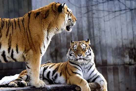 Man found dead in tiger enclosure