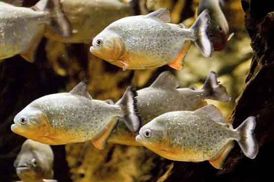Chinese city declares war on piranhas