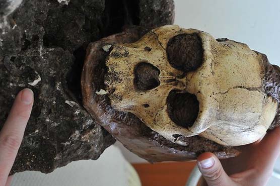 S African scientists find most complete pre-human skeleton