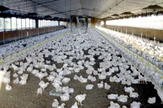 Gene-swapping vaccines spawn lethal poultry virus: experts