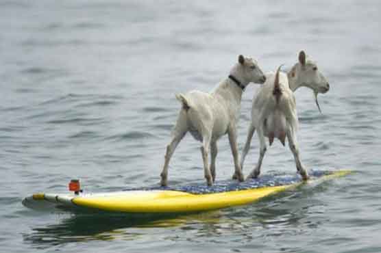 Goat ride the wave on surfboard