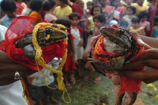 Indian villagers hold frog wedding to bring rain