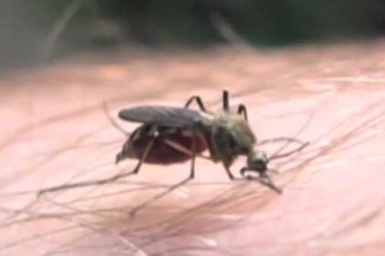 14 dengue cases reported in Karachi