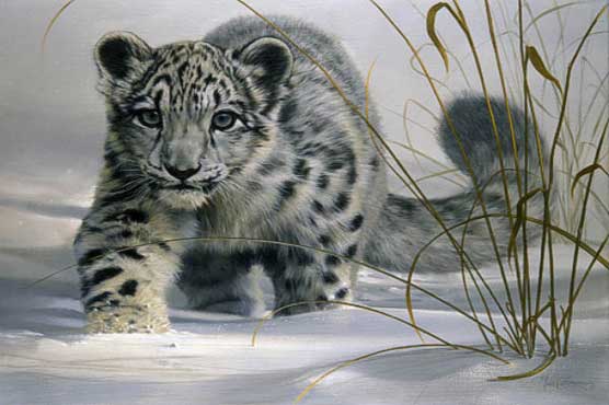 Nepal snow leopards endangered by weather change 