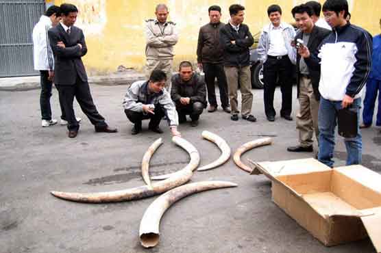 Elephants, rhinos under threat in Asia, Africa