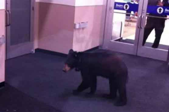Bear cub found roaming on Pittsburgh mall scares shoppers 