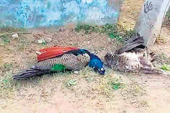 Eight more peacocks die in Tharparkar 