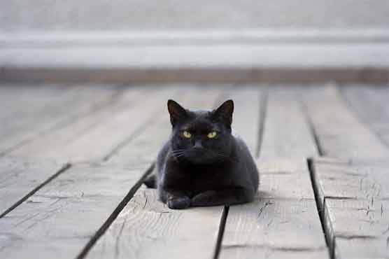  New Yorkers charged in black cat killing