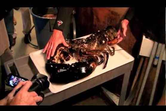 21-pound lobster finds new home